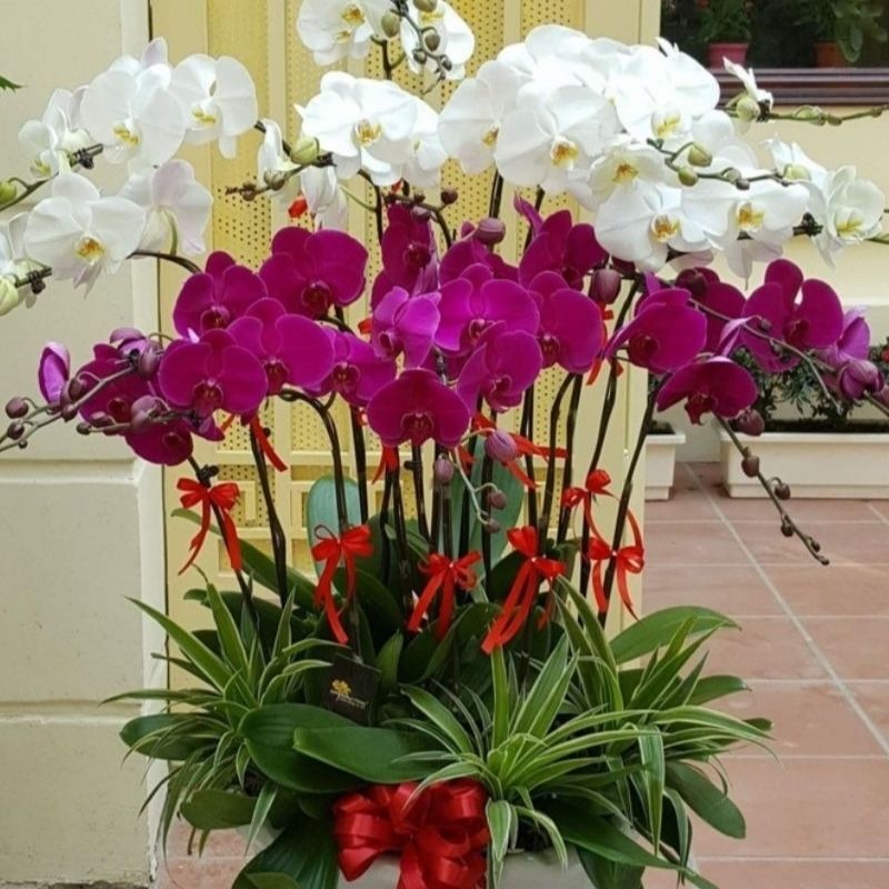 đặc điểm của lan hồ điệp hiếm