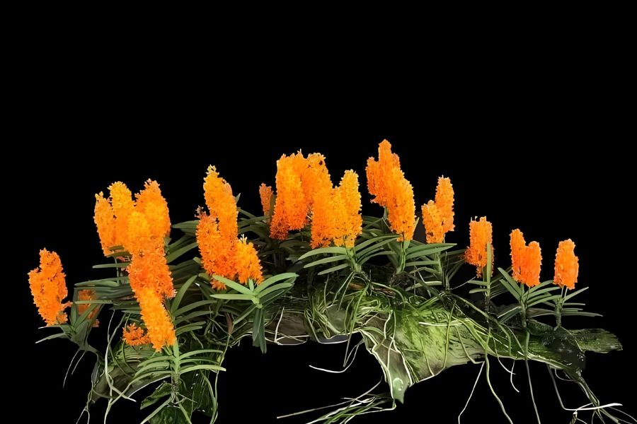 lan hỏa hoàng cam vùng cao