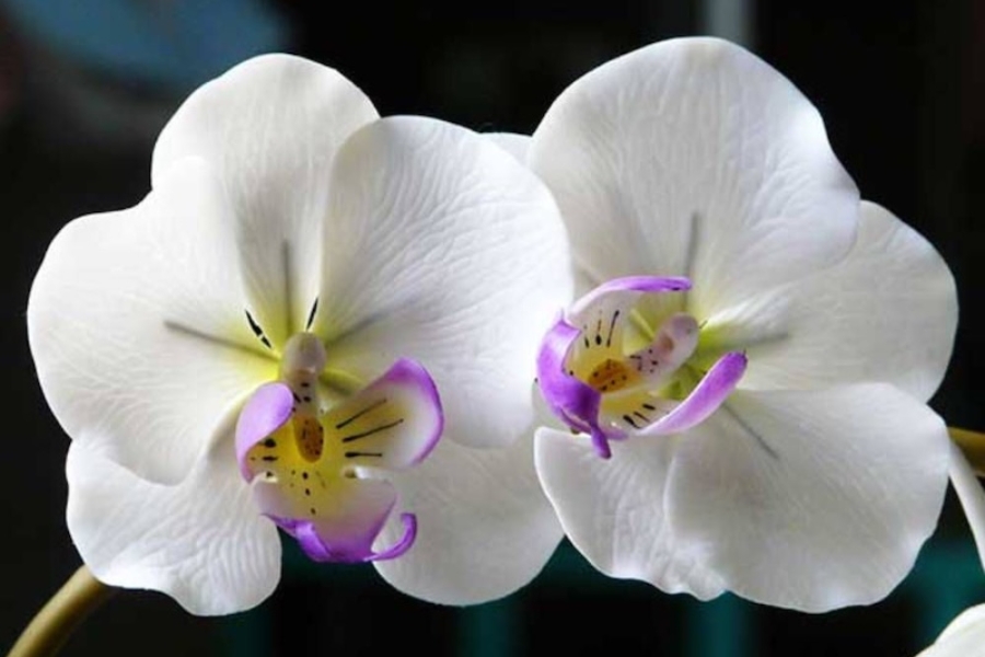 ý nghĩa của hoa lan hồ điệp trắng