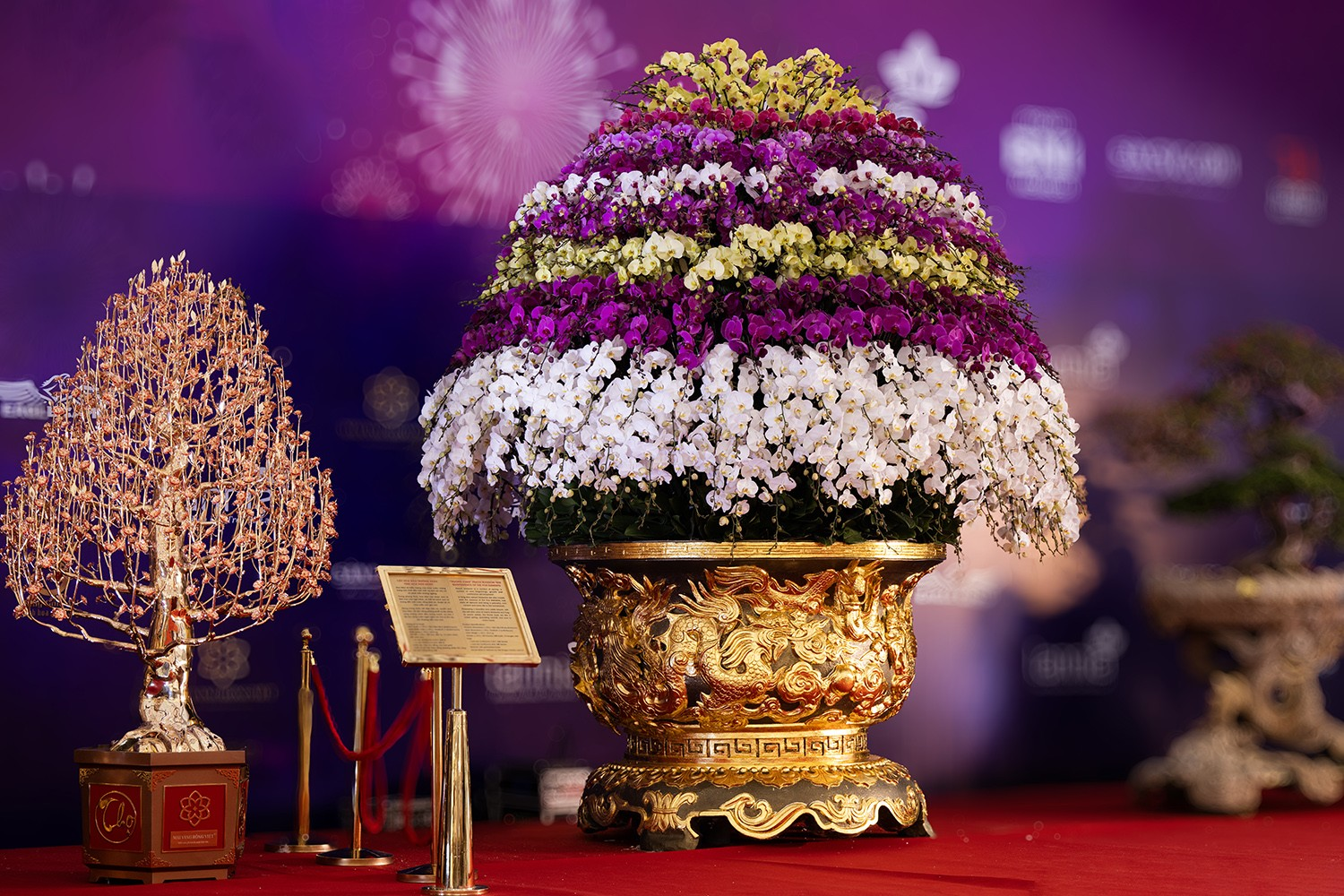 ý nghĩa của hoa lan hồ điệp