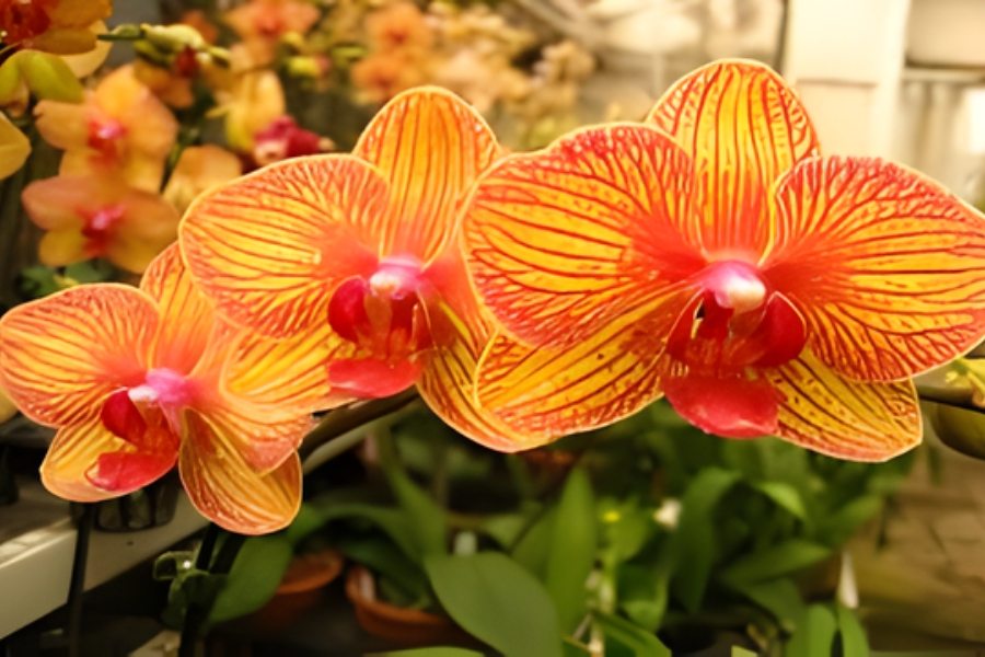 ý nghĩa hoa lan và sự thịnh vượng