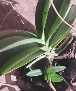 hoa lan la mit canh day