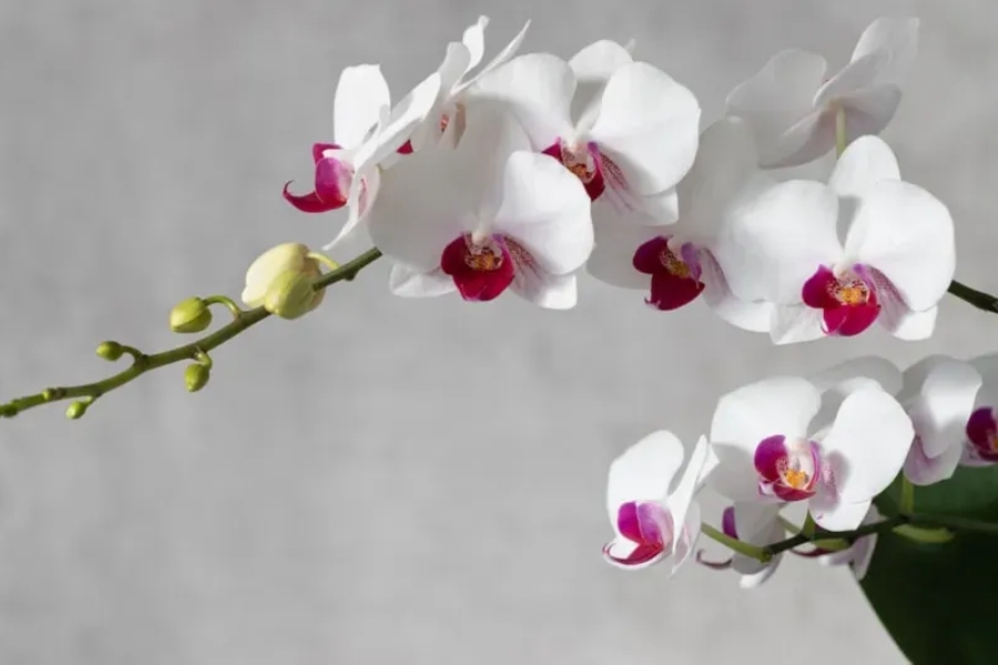 vẻ đẹp và ý nghĩa hoa lan