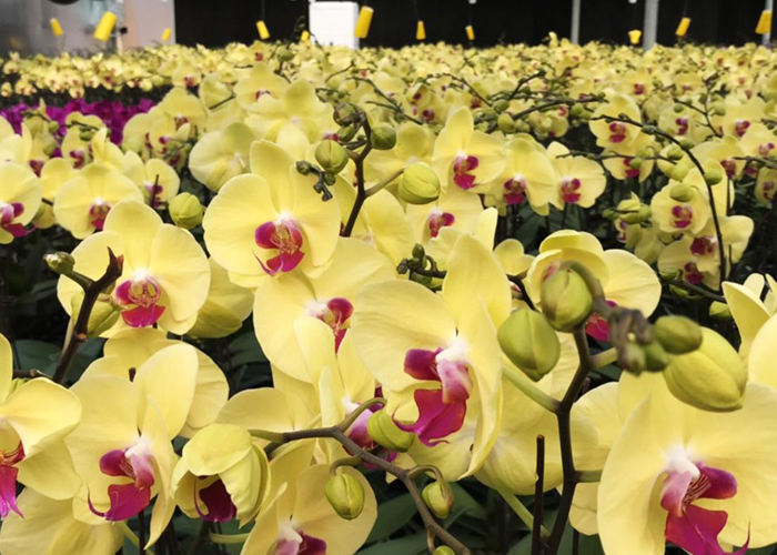 nguồn gốc và ý nghĩa của hoa