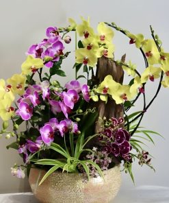 Lan hồ điệp rực rỡ sắc hoa