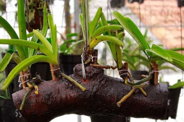 Cách ghép lan hồ điệp lên gỗ