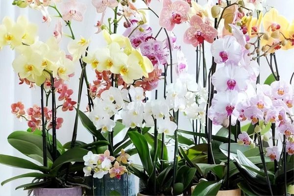 Chăm bón lan ngoài trời