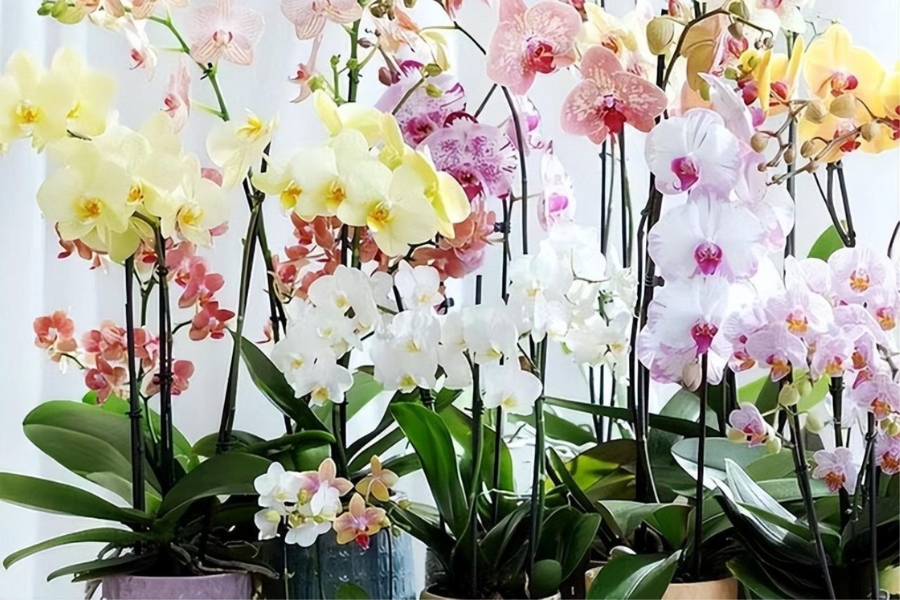 Chăm bón lan ngoài trời