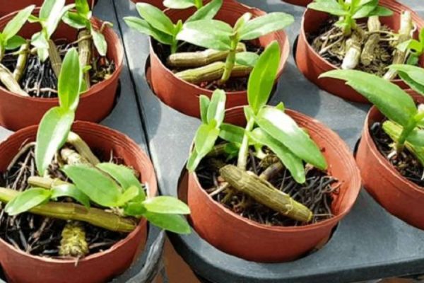 Chăm bẵm lan hồ điệp nhánh