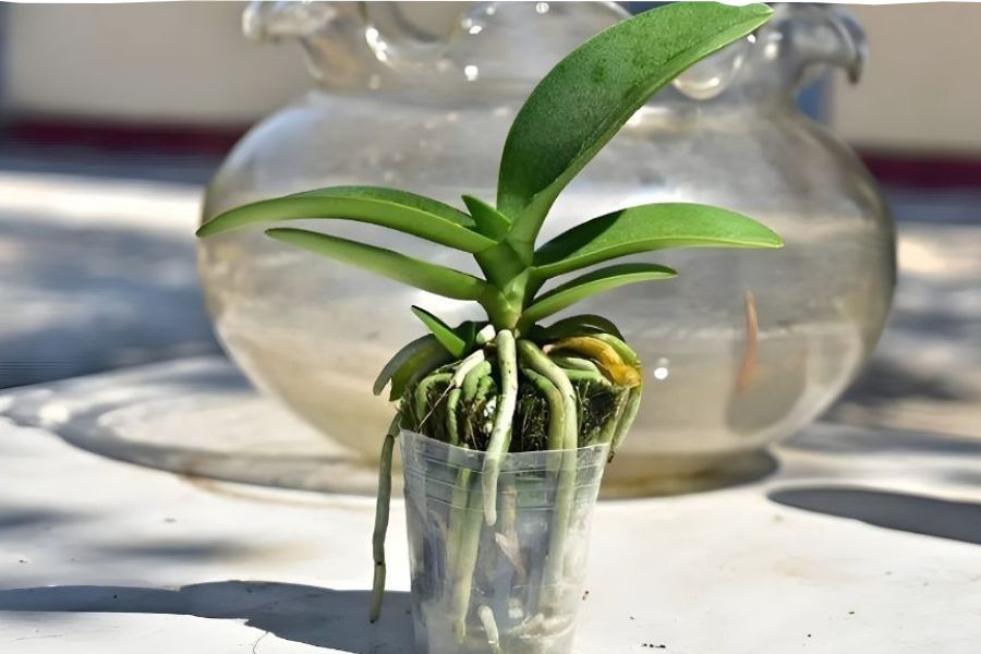 Chăm sóc lan bền màu