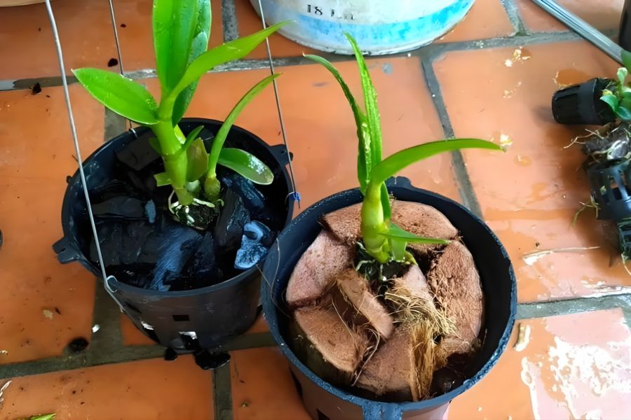 Xử lý than làm giá thể