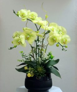 Lan Hồ Điệp Mini Vàng kieu dang va cach trang tri quyet dinh dang cap cua chau hoa ho diep dep 1