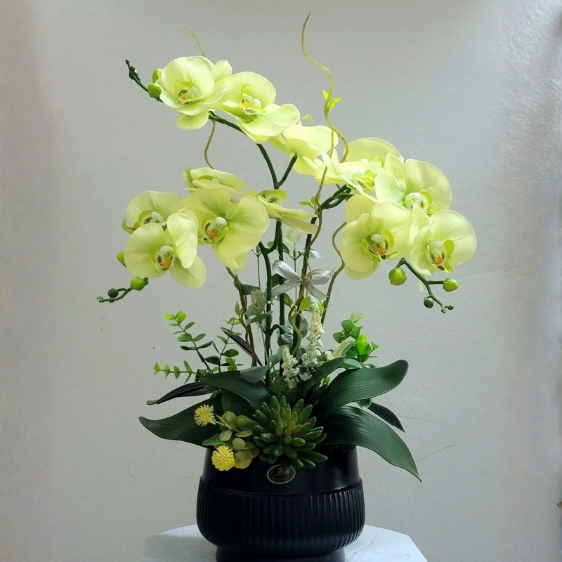 Lan Hồ Điệp Mini Vàng kieu dang va cach trang tri quyet dinh dang cap cua chau hoa ho diep dep 1