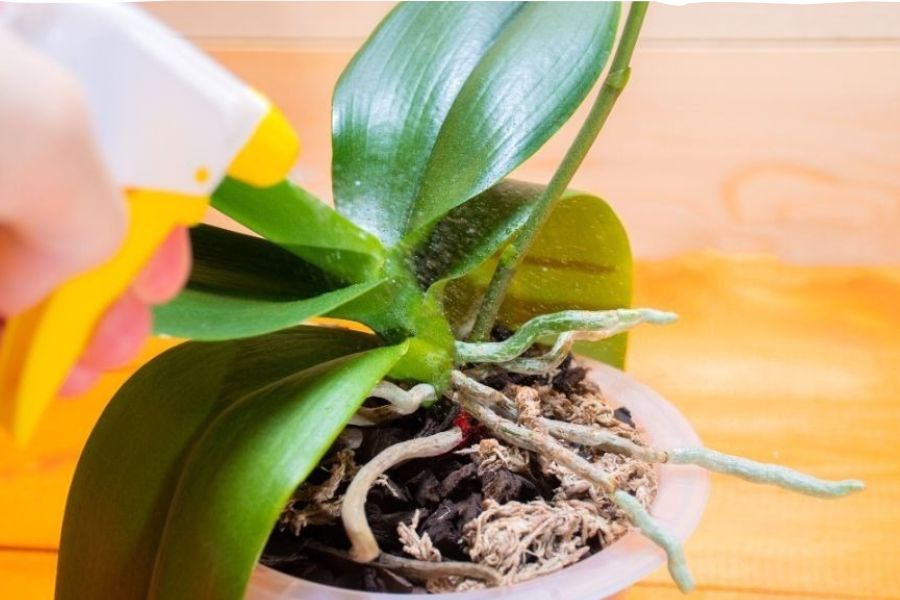 Bón phân cho lan đúng cách