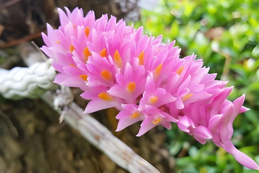 lan báo hỷ thân đốt