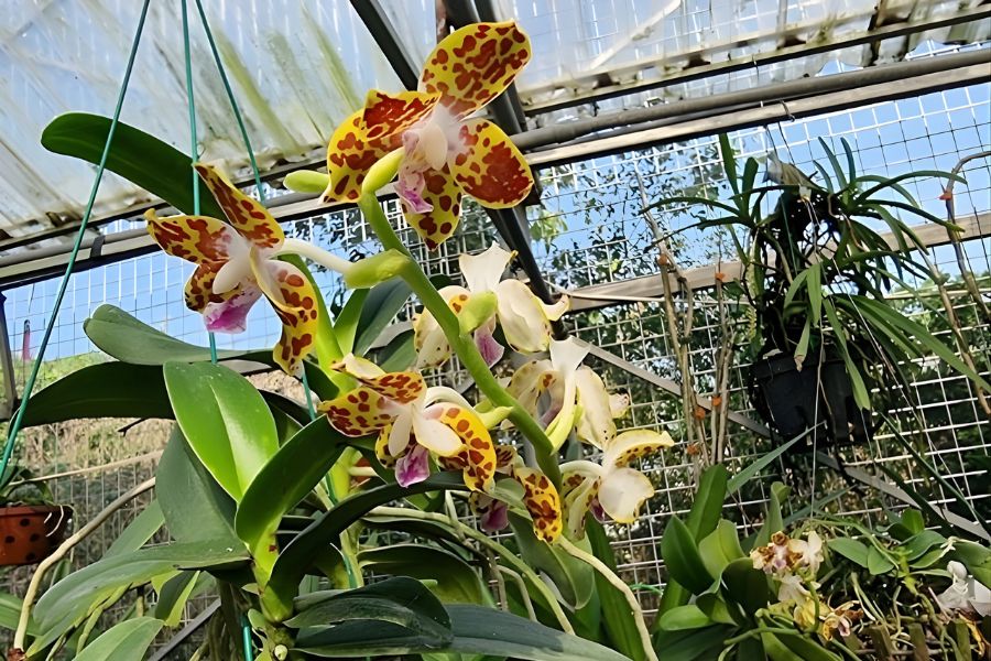 lan cẩm báo đốm da báo