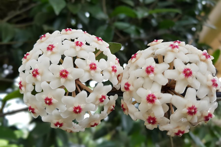 lan cẩm cù dễ trồng