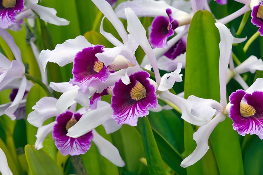 lan cattleya hoa lớn thơm