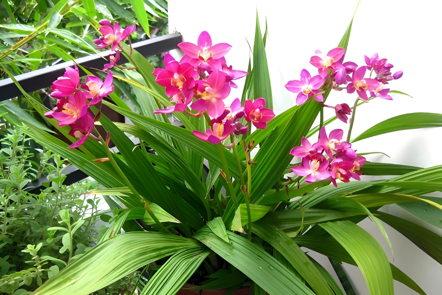 lan chu đinh nở quanh năm