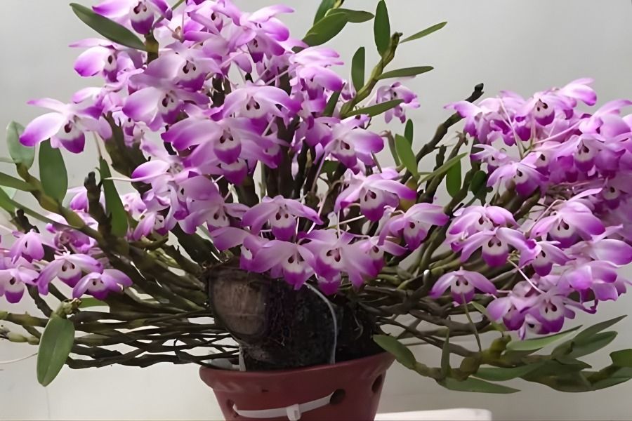 lan đùi gà nở tết