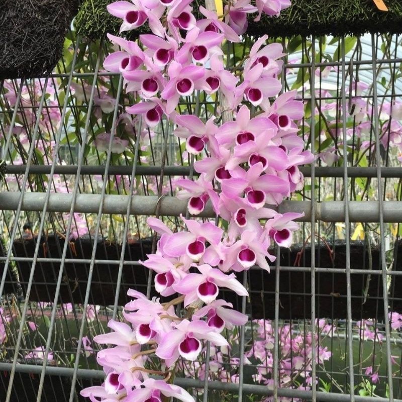 lan gia hac la giong lan rung quy hiem duoc nhieu nguoi yeu thich