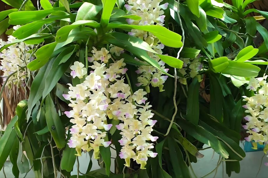 lan giáng hương hoa chùm rủ