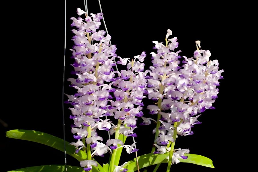 lan hải yến xanh tím