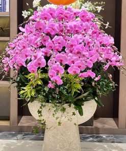 giá trị lan hồ điệp tím 40 cành