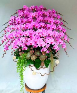 ý nghĩa lan hồ điệp tím 40 cành