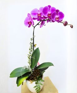 Lan hồ điệp tím quý phái