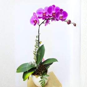 Lan Hồ Điệp Tím 1 Cành