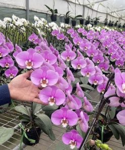 Lan hồ điệp chất lượng cao cấp