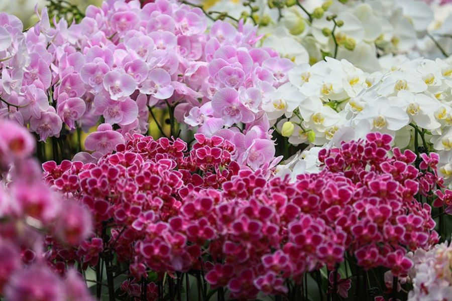 lan hồ điệp chính hãng