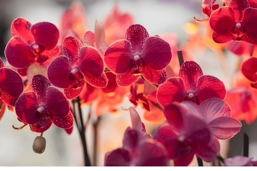 ý nghĩa lan hồ điệp đỏ