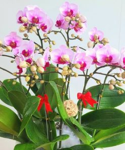 lan ho diep hong phan dep