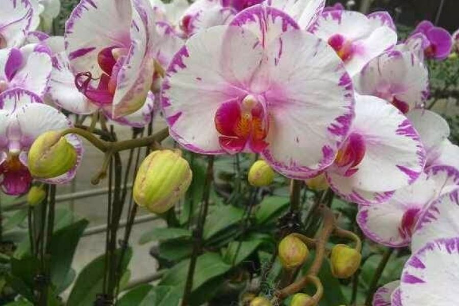 lan hồ điệp kém chất lượng