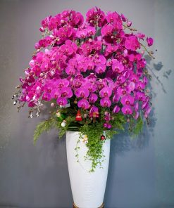 chậu lan hồ điệp tím 30 cành