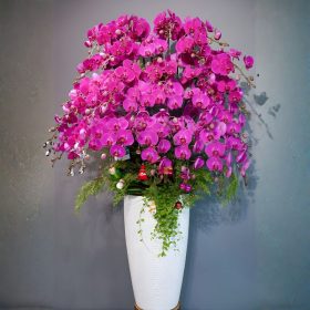 Lan Hồ Điệp Tím 30 Cành