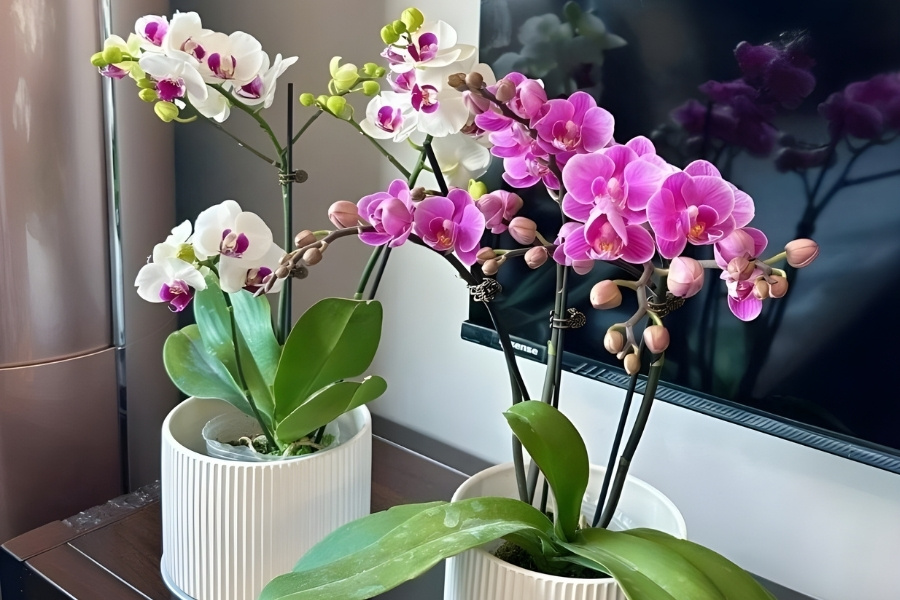 Cách Chăm Sóc Ngồng Hoa Lan Hồ Điệp Khi Cây Ra Hoa Đơn Giản Toàn Diện Chăm vòi hoa sau khi cắt