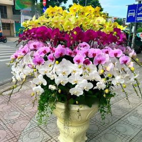 Lan Hồ Điệp Ngũ Sắc