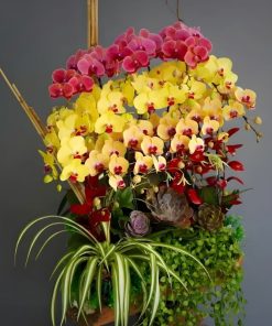 Lan hồ điệp mini nhiều màu sắc