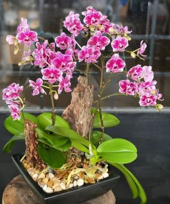 Lan hồ điệp 0.3 đẹp