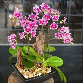 Lan hồ điệp 0.3 đẹp