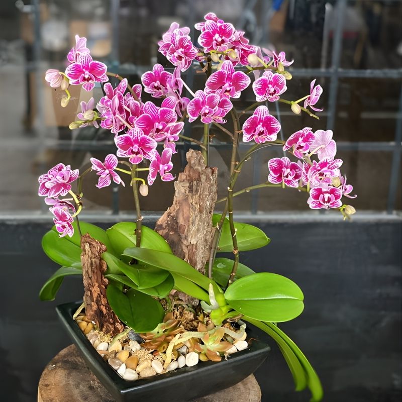 Lan Hồ Điệp Mini 0.3 Lan hồ điệp 0.3 đẹp