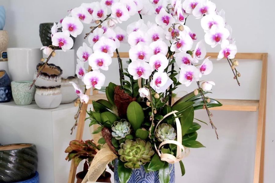 hoa lan hồ điệp sang trọng