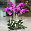 Hoa lan tím tượng trưng may mắn