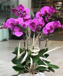 Hoa lan tím tượng trưng may mắn