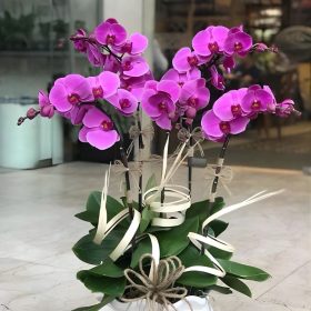 Lan Hồ Điệp Tím 3.5