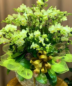 Lan Hồ Điệp Mini Xanh lan hồ điệp xanh mini đẹp