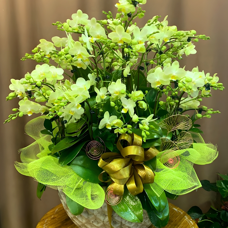 Lan Hồ Điệp Mini Xanh lan hồ điệp xanh mini đẹp